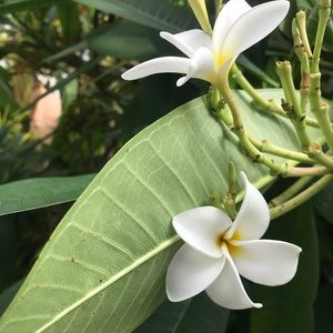 Meet your Posher, Itene